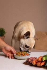 Alimentação Natural para Cães e Gatos: A Verdade Revelada