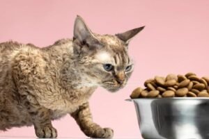 Alimentos Proibidos para Gatos: O Que Você Precisa Saber!