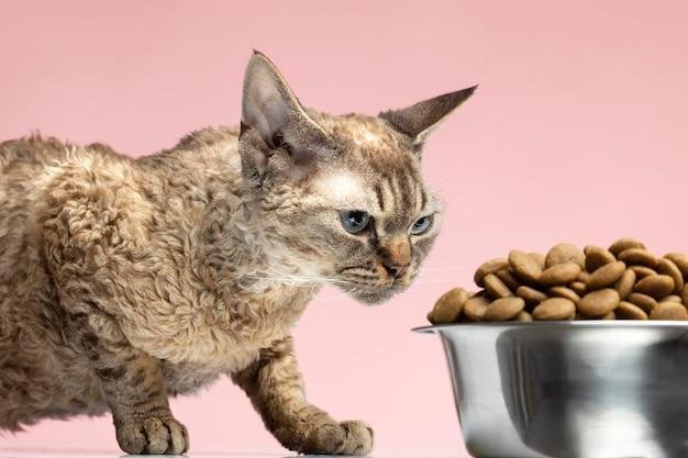 alimentos proibidos para gatos