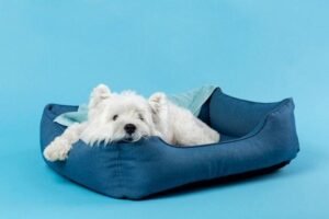 Cama Ortopédica para Cães Idosos: O Conforto que Eles Merecem
