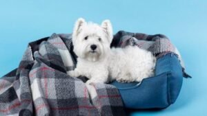 Camas e Cobertores Mais Vendidos para Cães: Descubra os Favoritos!
