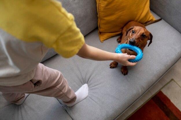 como ensinar o cachorro a não morder