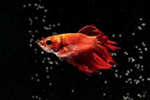 Como Escolher a Alimentação Ideal para Peixes e Garantir Sua Saúde