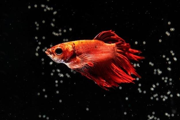 como escolher a alimentação ideal para peixes