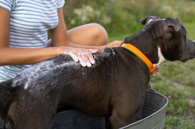 como evitar pulgas e carrapatos em cães