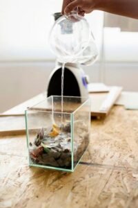 Como Montar um Aquário para Peixes de Água Doce: Guia Essencial