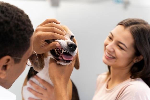 dicas para manter a saúde bucal dos pets
