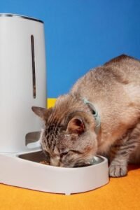 Melhores fontes de água para gatos: Descubra a escolha ideal!