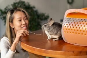 Melhores Gaiolas para Roedores Domésticos: Escolha a Ideal!