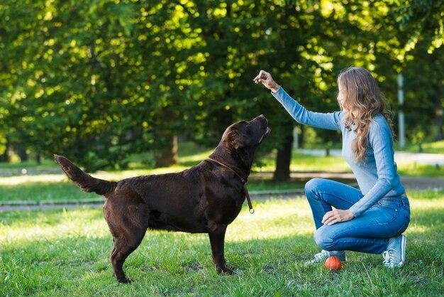 melhores técnicas de adestramento positivo para cães