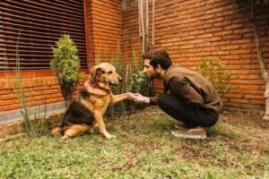 Motivos pelos quais o cachorro cava o quintal: Descubra agora!