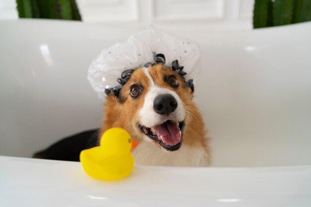 produtos de higiene mais populares para pets