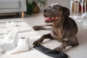 sintomas de doenças comuns em cães