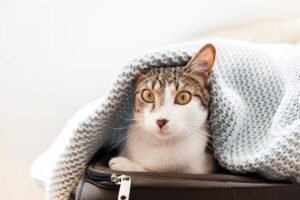 Sintomas de doenças comuns em gatos: Saiba como identificar