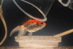 Tipos de peixes ornamentais para aquários: Descubra os Melhores!