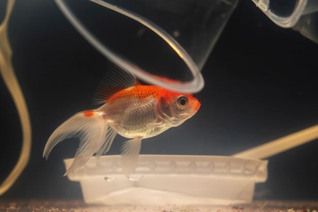 tipos de peixes ornamentais para aquários