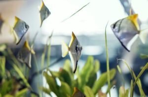 Aquários e Acessórios para Peixes: Tudo que Você Precisa Saber