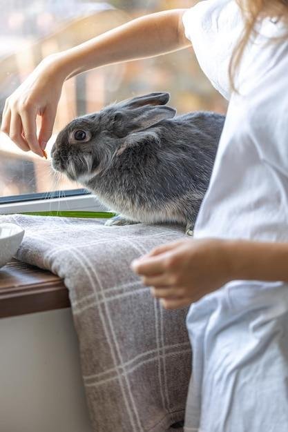Como adestrar um coelho