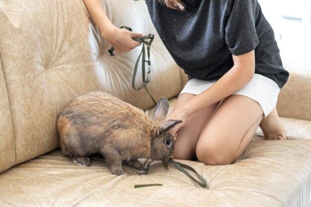 Como cuidar da higiene de um coelho