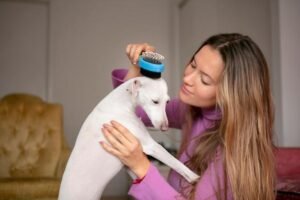 Como cuidar da higiene de um furão: Dicas essenciais