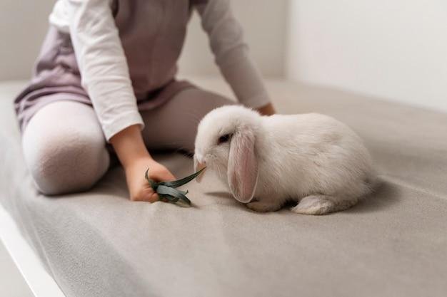 Como identificar o sexo de um coelho