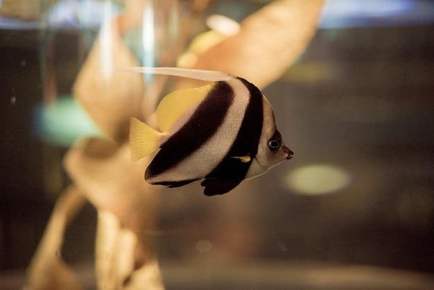 Como os peixes dormem dentro do aquário?