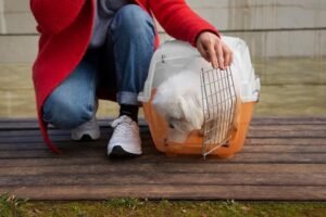 Como transportar um furão com segurança: Dicas essenciais