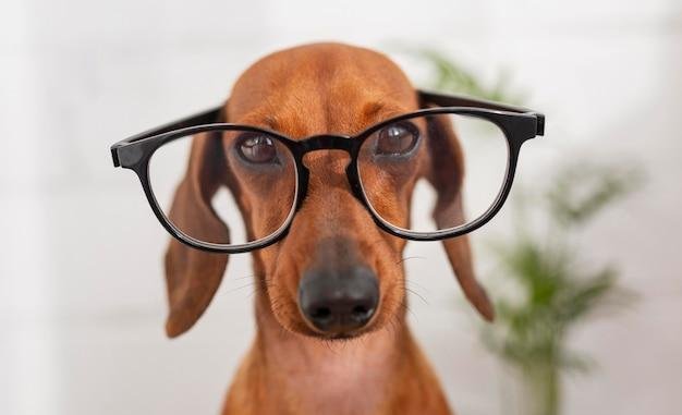 Curiosidades sobre a visão dos animais de estimação