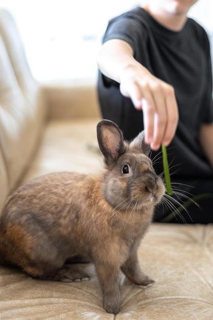 Sinais de doenças em coelhos