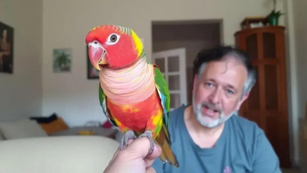 Como adestrar um periquito e transformar seu pet em um grande companheiro