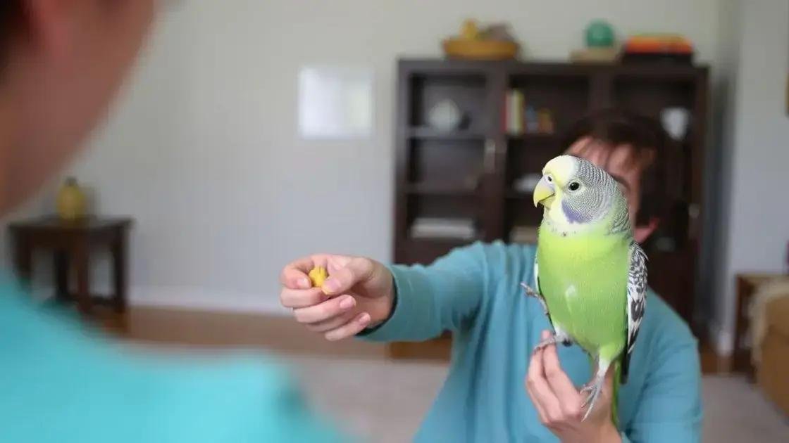 Dicas para começar o adestramento de periquitos Dicas para começar o adestramento de periquitos