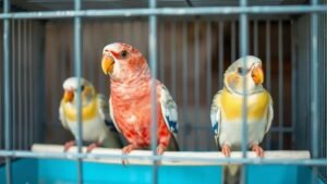 Como cuidar da higiene de aves: dicas práticas para a saúde das suas aves