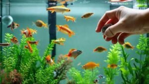 Cuidados com a temperatura da água para peixes tropicais: evite perdas